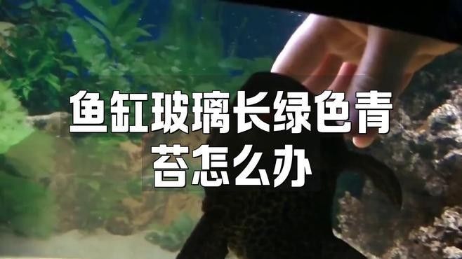 龍魚缸除綠藻多久見效（魚缸生綠藻的原因及去除方法）