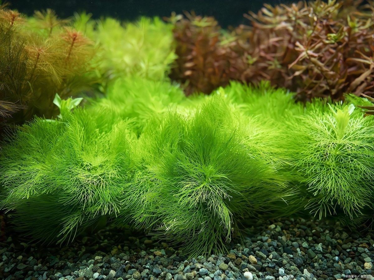 龍魚缸除綠藻多久見效（魚缸生綠藻的原因及去除方法）