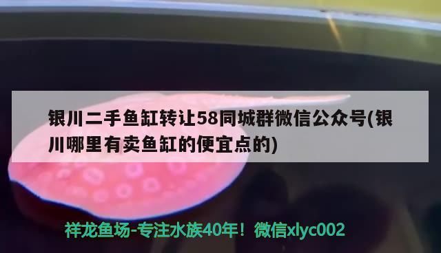 銀川二手魚缸轉(zhuǎn)讓58同城群微信公眾號(銀川哪里有賣魚缸的便宜點的)（銀川二手魚缸轉(zhuǎn)讓58同城群）