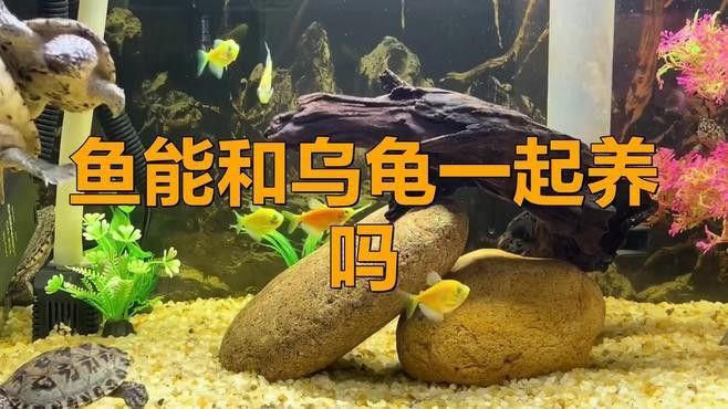 黃頭側頸龜與火龍魚混養案例（頭側頸龜與火龍魚混養的注意事項）