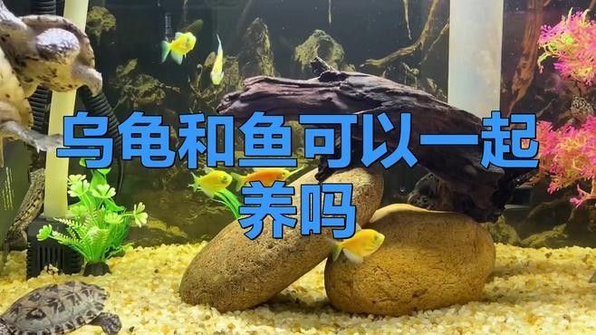 黃頭側頸龜與火龍魚混養案例（頭側頸龜與火龍魚混養的注意事項）