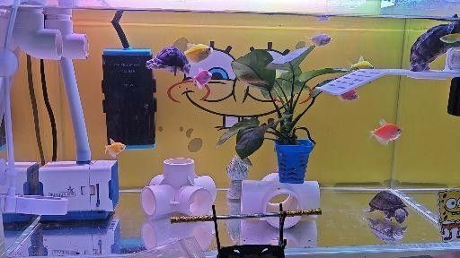 黃頭側(cè)頸龜與火龍魚混養(yǎng)案例（頭側(cè)頸龜與火龍魚混養(yǎng)的注意事項(xiàng)）