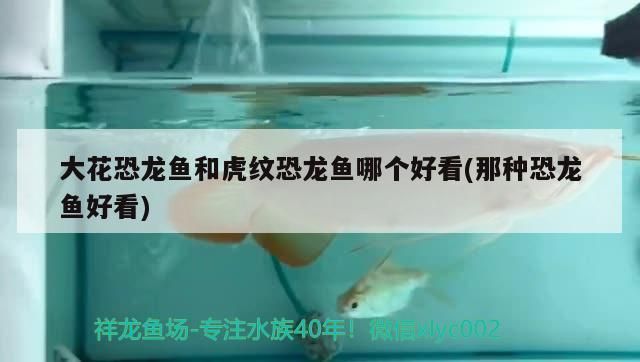 龍魚摔了一下,放魚缸翻身怎么辦：龍魚摔了一下,放魚缸翻身怎么辦呢（金魚失鰾怎么辦）