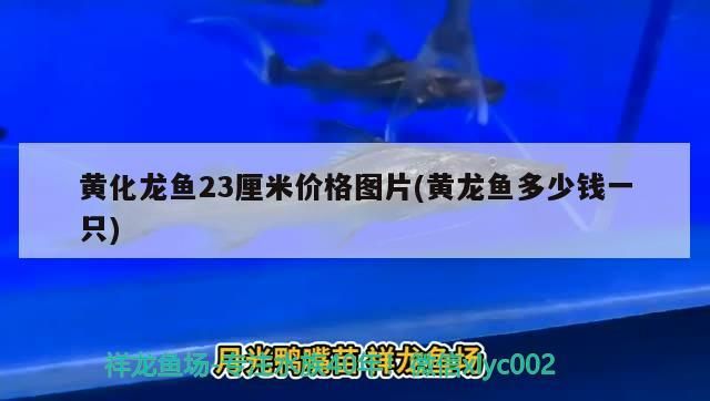 龍魚摔了一下,放魚缸翻身怎么辦：龍魚摔了一下,放魚缸翻身怎么辦呢（金魚失鰾怎么辦）