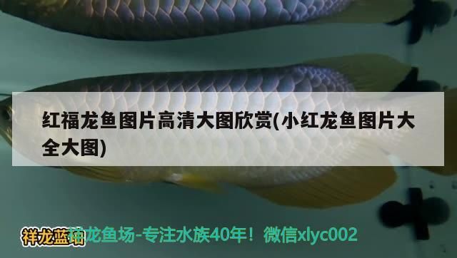龍魚摔了一下,放魚缸翻身怎么辦：龍魚摔了一下,放魚缸翻身怎么辦呢（金魚失鰾怎么辦）