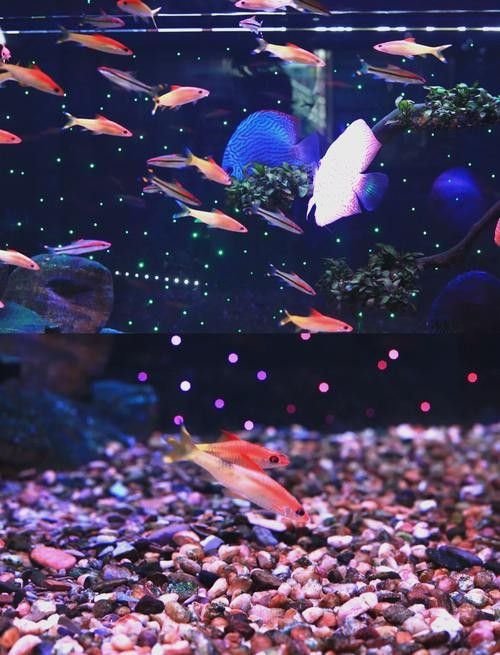 花地灣龍虎匯水族館的聯(lián)系方式（廣州花地灣龍虎匯水族館）