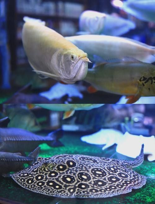 花地灣龍虎匯水族館的聯(lián)系方式（廣州花地灣龍虎匯水族館）