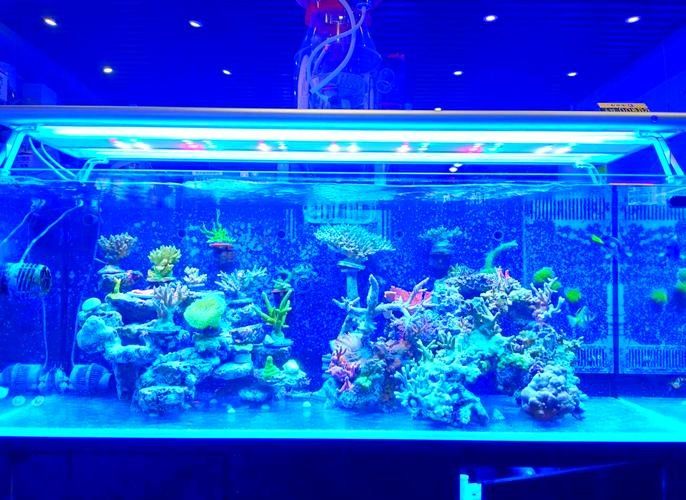 花地灣龍虎匯水族館的聯(lián)系方式（廣州花地灣龍虎匯水族館）