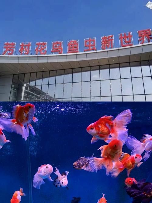 花地灣龍虎匯水族館的聯(lián)系方式（廣州花地灣龍虎匯水族館）
