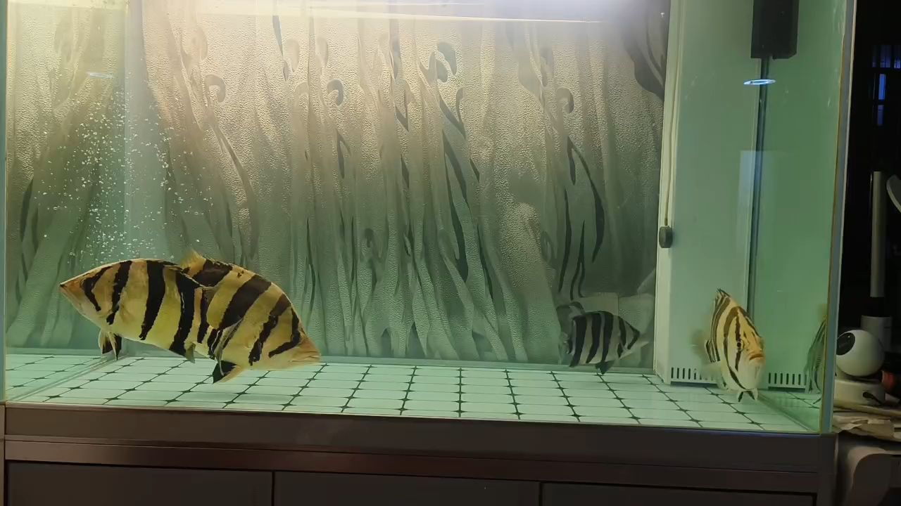 虎魚愛好者（虎魚在水族箱中展現出活力和美麗常常令人贊嘆不已） 虎魚愛好者（虎魚在水族箱中展現出活力和美麗常常令人贊嘆不已） 龍魚論壇
