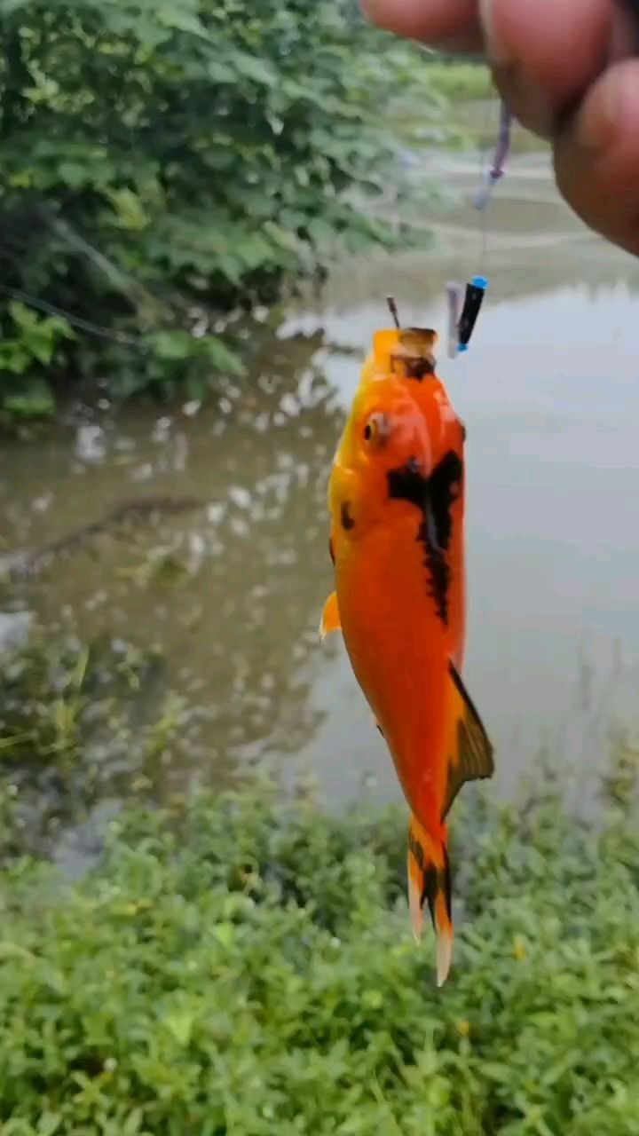 來(lái)了老弟（“來(lái)了老弟”的意義） 來(lái)了老弟（“來(lái)了老弟”的意義） 龍魚(yú)論壇