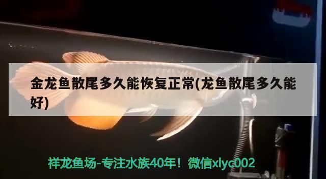 金龍魚散尾多久能恢復正常(龍魚散尾多久能好)（金龍魚散尾多久能恢復正常） 金龍魚散尾多久能恢復正常(龍魚散尾多久能好)（金龍魚散尾多久能恢復正常） 觀賞魚百科