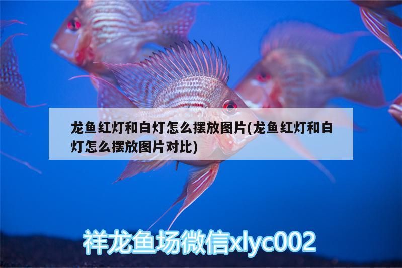 龍魚紅燈和白燈怎么擺放圖片(龍魚紅燈和白燈怎么擺放圖片對比)（龍魚紅燈和白燈怎么擺放）