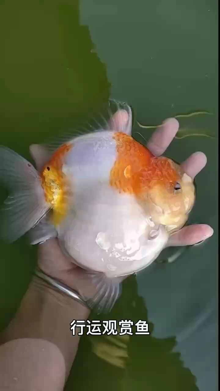好運觀賞魚（mono-c評論：好運觀賞魚，好運觀賞魚）
