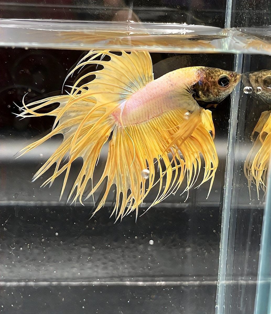 如何預防龍魚再次感染外寄生蟲（如何預防龍魚再次感染外寄生蟲至關重要） 如何預防龍魚再次感染外寄生蟲（如何預防龍魚再次感染外寄生蟲至關重要） 龍魚百科 第15張