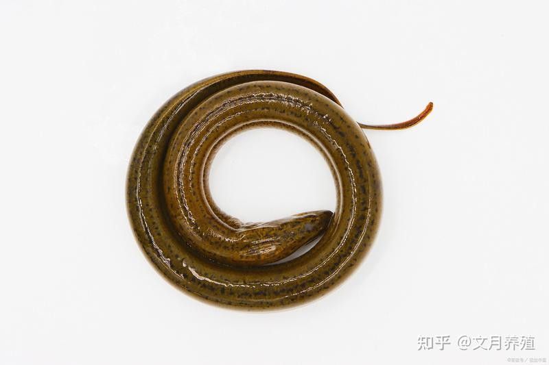 如何預防龍魚再次感染外寄生蟲（如何預防龍魚再次感染外寄生蟲至關重要） 如何預防龍魚再次感染外寄生蟲（如何預防龍魚再次感染外寄生蟲至關重要） 龍魚百科 第14張