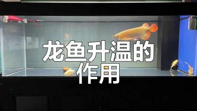 如何預防龍魚再次感染外寄生蟲（如何預防龍魚再次感染外寄生蟲至關重要） 如何預防龍魚再次感染外寄生蟲（如何預防龍魚再次感染外寄生蟲至關重要） 龍魚百科 第11張