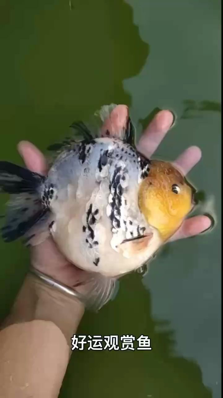 好運(yùn)觀(guān)賞魚(yú)（好運(yùn)觀(guān)賞魚(yú)在風(fēng)水學(xué)中的應(yīng)用） 好運(yùn)觀(guān)賞魚(yú)（好運(yùn)觀(guān)賞魚(yú)在風(fēng)水學(xué)中的應(yīng)用） 龍魚(yú)論壇