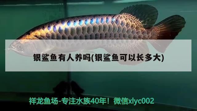 銀鯊魚有人養嗎(銀鯊魚可以長多大)（銀鯊魚有人養嗎）