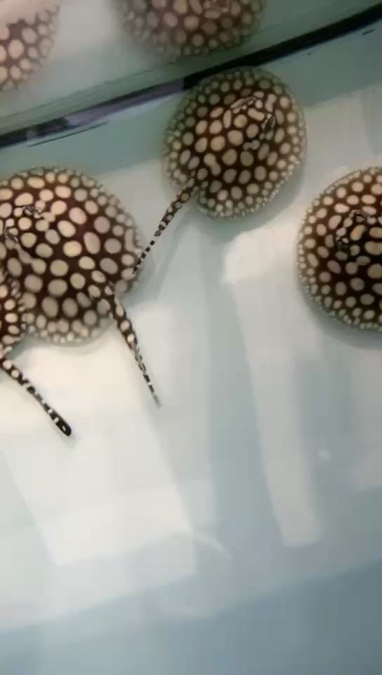 欣泰漁場（中國東南沿海重要漁業基地欣泰漁場漁業發展歷史悠久）