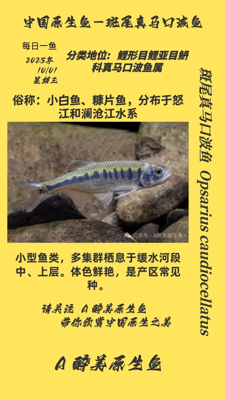 我的虎魚真菌感染了要怎么處理 斑尾真馬口波魚(尾真馬口波魚是一種生活在熱帶和亞熱帶水域中的魚類) 龍魚論壇 斑尾真馬口波魚(尾真馬口波魚是一種生活在熱帶和亞熱帶水域中的魚類) 斑尾真馬口波魚(尾真馬口波魚是一種生活在熱帶和亞熱帶水域中的魚類) 龍魚論壇