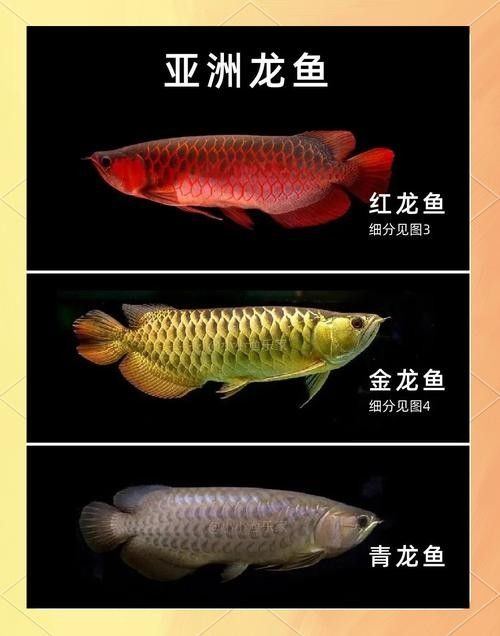 能推薦一些龍魚品種圖鑒嗎（常見的龍魚品種及其圖鑒推薦） 能推薦一些龍魚品種圖鑒嗎（常見的龍魚品種及其圖鑒推薦） 龍魚百科 第7張