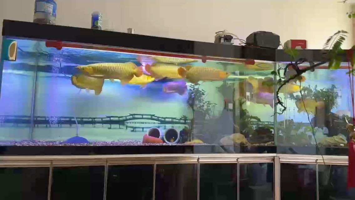 給龍魚吃國慶大補品——豬肝。（給龍魚吃國慶大補品）