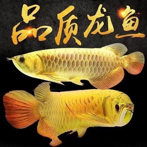 給我一些純血統古典金龍魚的照片（挑選古典過背金龍的血統純正秘訣,細節決定成敗）