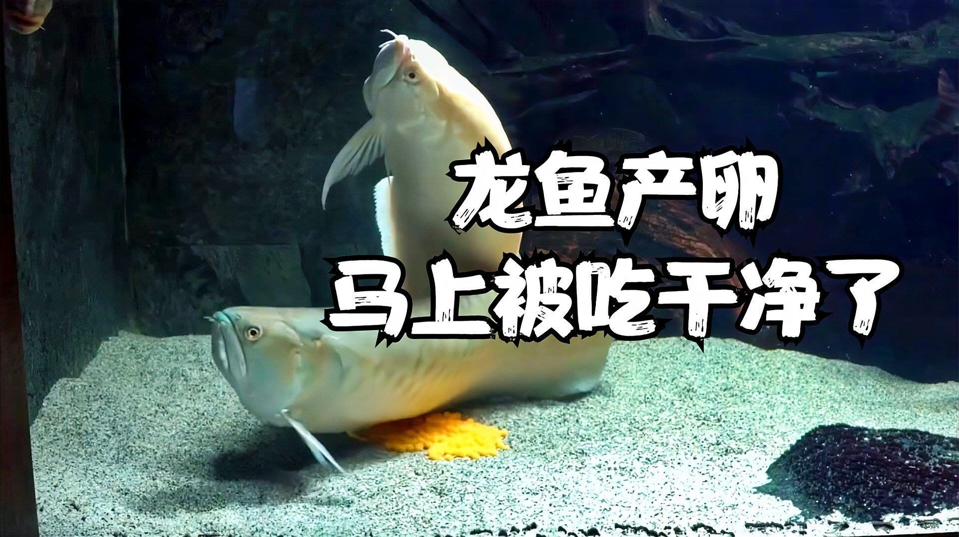 龍魚繁殖過程是怎樣的（zili龍魚苗養(yǎng)殖全攻略:zili龍魚苗養(yǎng)殖全攻略）