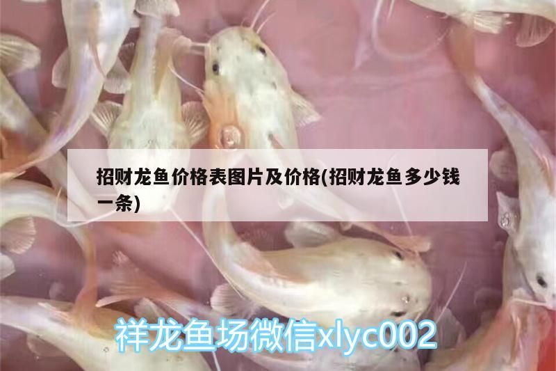 招財龍魚價格表圖片及價格(招財龍魚多少錢一條)（招財龍魚價格表圖片及價格和招財龍魚多少錢一條）