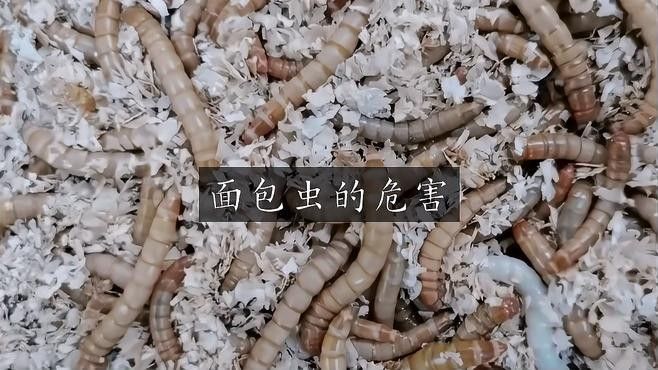 如何判斷面包蟲是否感染（如何判斷面包蟲感染？）