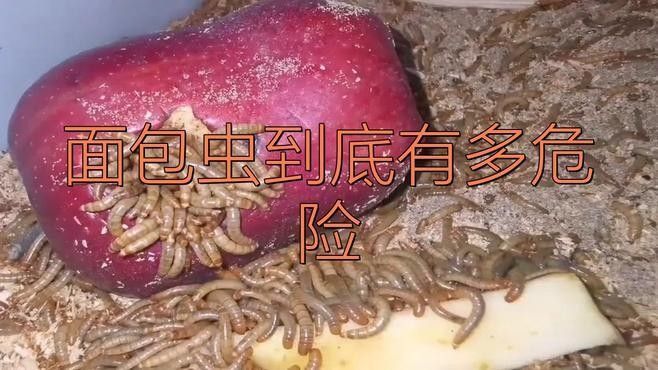 如何判斷面包蟲是否感染（如何判斷面包蟲感染？）