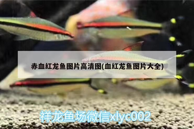 赤血紅龍魚圖片高清圖(血紅龍魚圖片大全)（世界上最貴的龍魚是什么樣的？） 赤血紅龍魚圖片高清圖(血紅龍魚圖片大全)（世界上最貴的龍魚是什么樣的？） 觀賞魚百科