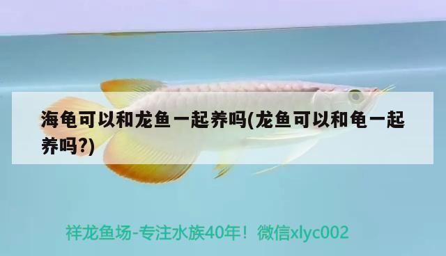 海龜可以和龍魚一起養(yǎng)嗎(龍魚可以和龜一起養(yǎng)嗎？)（海龜可以和龍魚一起養(yǎng)嗎，龍魚配什么魚最上檔次龍魚最上檔次）