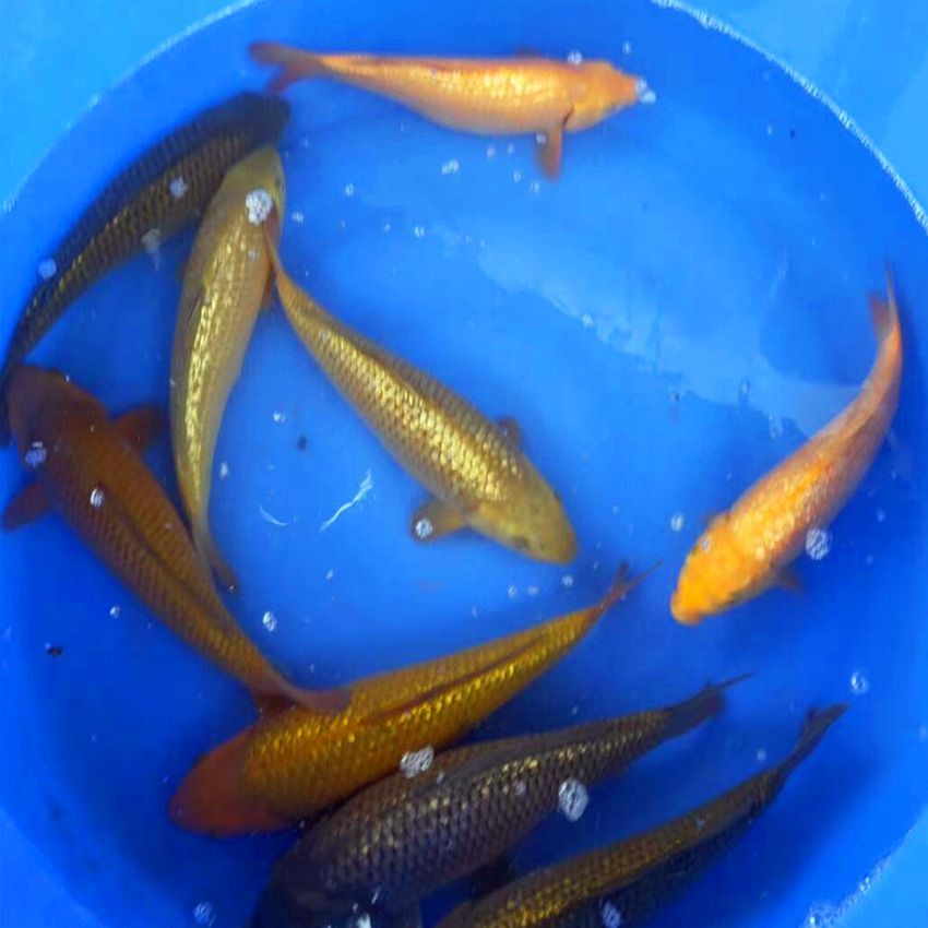 國外觀賞魚批發商有哪些網站（全球觀賞魚市場的趨勢隨著全球化推進觀賞魚市場的趨勢推進） 國外觀賞魚批發商有哪些網站（全球觀賞魚市場的趨勢隨著全球化推進觀賞魚市場的趨勢推進） 觀賞魚百科 第1張