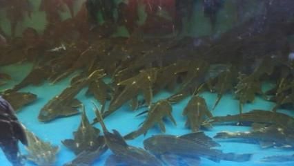 國外觀賞魚批發商有哪些網站（全球觀賞魚市場的趨勢隨著全球化推進觀賞魚市場的趨勢推進） 國外觀賞魚批發商有哪些網站（全球觀賞魚市場的趨勢隨著全球化推進觀賞魚市場的趨勢推進） 觀賞魚百科 第2張