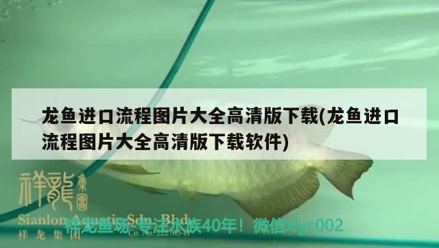 龍魚進口流程圖片大全高清版下載(龍魚進口流程圖片大全高清版下載軟件)（龍魚的進口流程圖片大全）