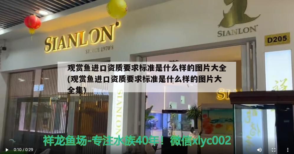 觀賞魚進口資質要求標準是什么樣的圖片大全(觀賞魚進口資質要求標準是什么樣的圖片大全集)（觀賞魚養殖技術） 觀賞魚進口資質要求標準是什么樣的圖片大全(觀賞魚進口資質要求標準是什么樣的圖片大全集)（觀賞魚養殖技術） 觀賞魚百科