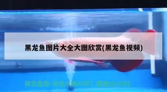 黑龍魚圖片大全大圖欣賞(黑龍魚視頻)（黑龍魚圖片大全）