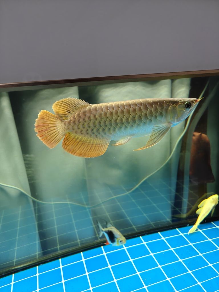 快樂的龍魚，62天（快樂的龍魚）