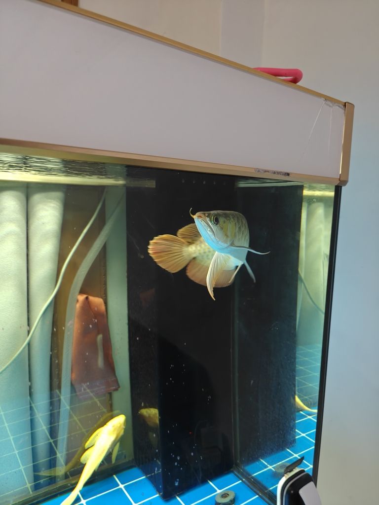 快樂的龍魚，62天（快樂的龍魚）