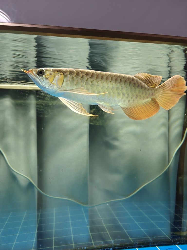 祥龍魚場細(xì)線銀版魚的價(jià)格范圍是多少，祥龍魚場細(xì)線銀版魚的價(jià)格范圍是100元至200元