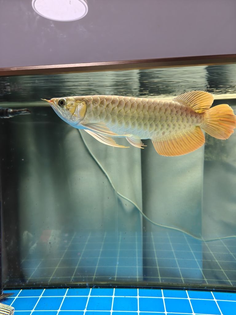 快樂的龍魚，62天（快樂的龍魚）