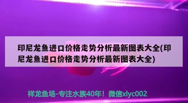 觀賞魚進(jìn)口流程表格圖片大全圖庫(kù)及價(jià)格(水族觀賞魚批發(fā)網(wǎng))（印尼龍魚進(jìn)口價(jià)格走勢(shì)分析） 觀賞魚進(jìn)口流程表格圖片大全圖庫(kù)及價(jià)格(水族觀賞魚批發(fā)網(wǎng))（印尼龍魚進(jìn)口價(jià)格走勢(shì)分析） 觀賞魚百科