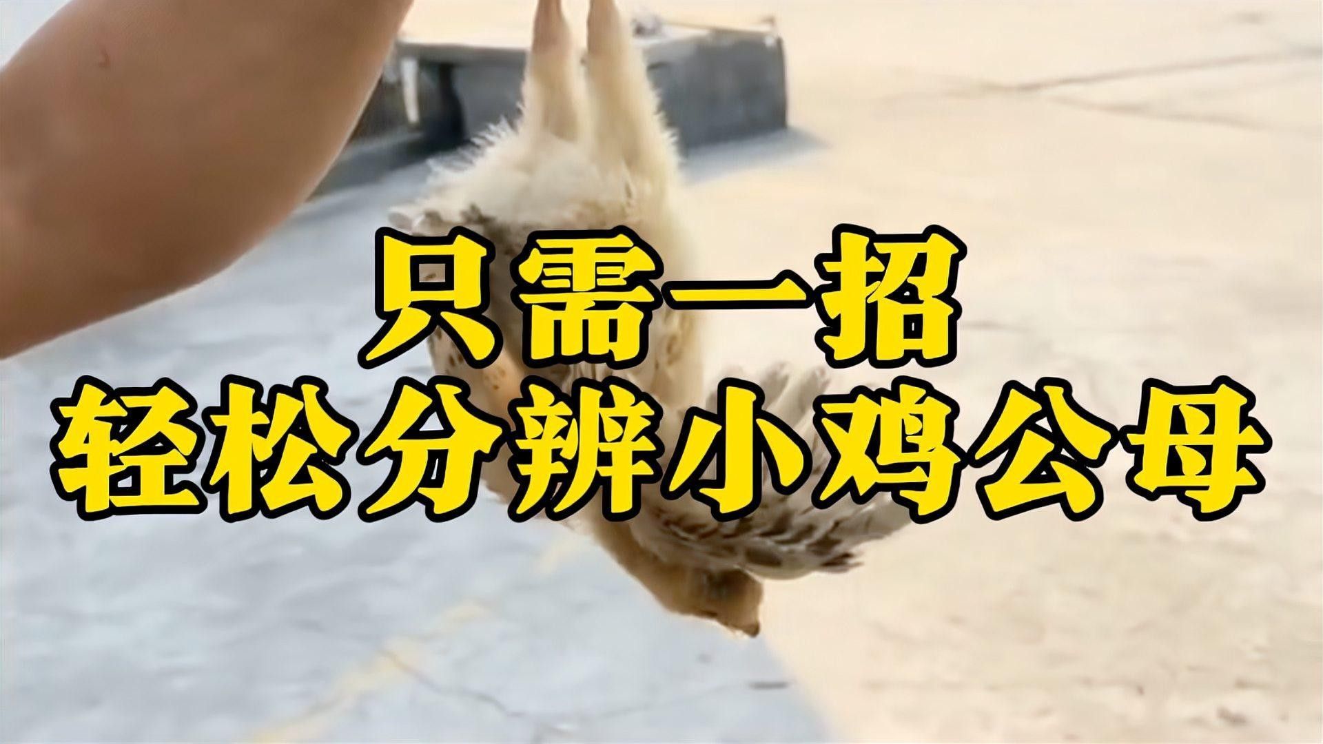 如何區分雞的公母（90后獸醫張凱,雞怎么分公母8種方法讓你拿捏田家大院田三農）