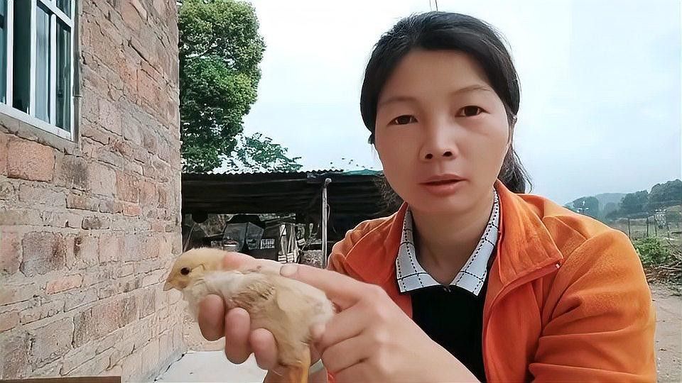 如何區分雞的公母（90后獸醫張凱,雞怎么分公母8種方法讓你拿捏田家大院田三農）