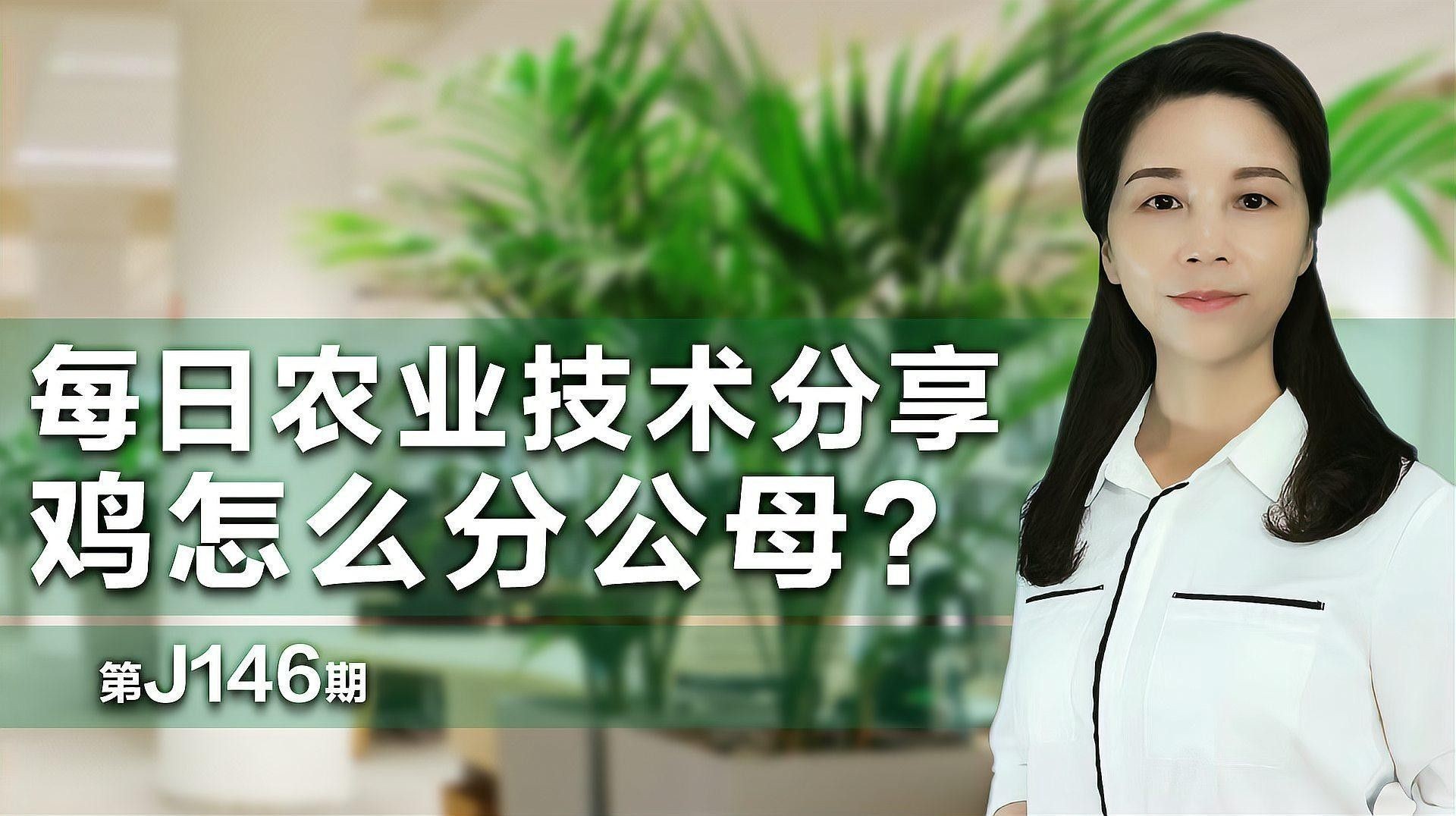如何區分雞的公母（90后獸醫張凱,雞怎么分公母8種方法讓你拿捏田家大院田三農）