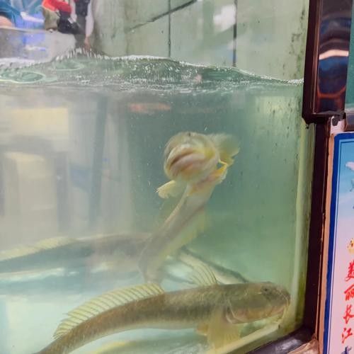 小河哪個水族館龍魚好？祥龍魚場龍魚（北京哪個水族館龍魚好）