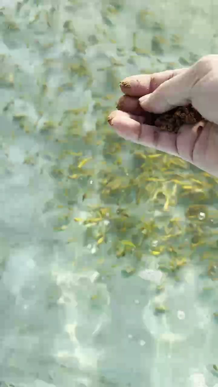 魚缸用增氧泵價格是多少:魚缸增氧機-xtrac增氧機-xtrac增氧機 開口黃一字(mono-c評論:“開口黃一字”可能與以下幾種情況有關) 龍魚論壇 開口黃一字(mono-c評論:“開口黃一字”可能與以下幾種情況有關) 開口黃一字(mono-c評論:“開口黃一字”可能與以下幾種情況有關) 龍魚論壇