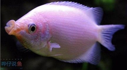 觀賞魚最高價(jià)格是多少（全球最昂貴的觀賞魚揭秘）